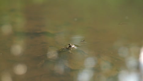 Yellow-bellied-toad-blinking-in-a-pond.-Verdun-forest,-Lorraine,-France.